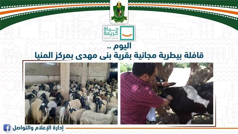 قافلة بيطرية مجانية بقرية بنى مهدى مركز المنيا