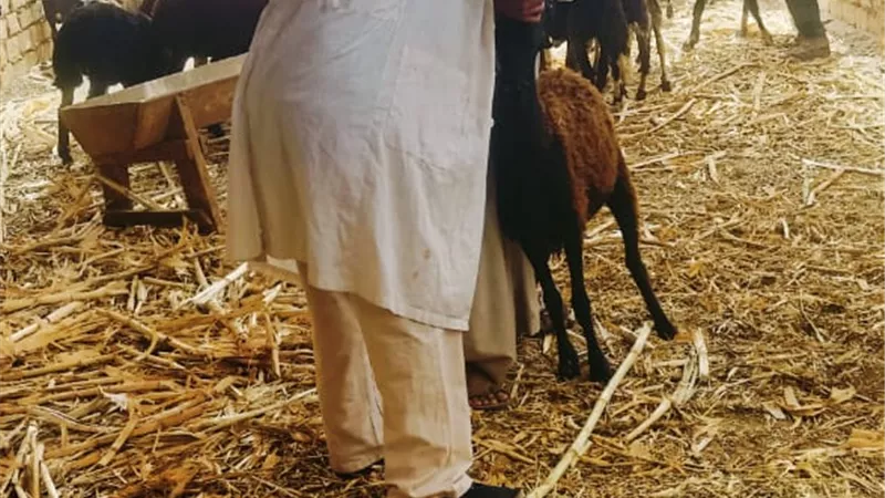 مناظرة ٥٠٤رأس ماشية فى قافلة بيطرية مجانية بقرية القمانة