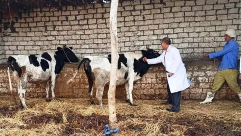 قافلة طبية بيطرية مجانية بقرية صفط زريق في الشرقية