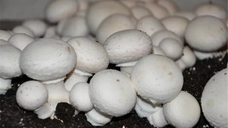 5 خطوات بسيطة لزراعة الفطر في المنزل