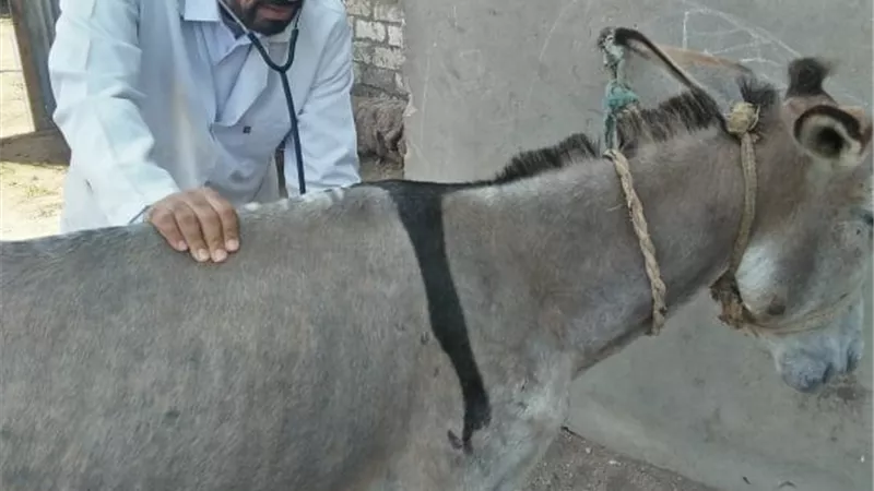 جامعة الزقازيق توجه قافلة بيطرية لقرية عزبة كركور بابوكبير