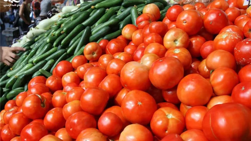 بشرى سارة من شعبة الخضروات بشأن خفض أسعار الطماطم بالأسواق