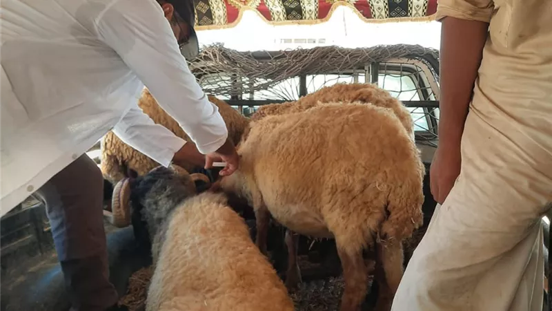 توقيع الكشف على 4 الاف رأس غنم وماعز بقافلة بيطرية بالضبعة