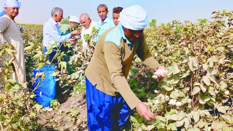 نورت يا قطن النيل فى «الجمهورية الجديدة»