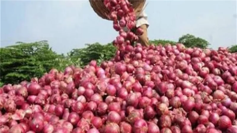 بدء حظر تصدير البصل في 1 أكتوبر المقبل وحتى نهاية ديسمبر2023