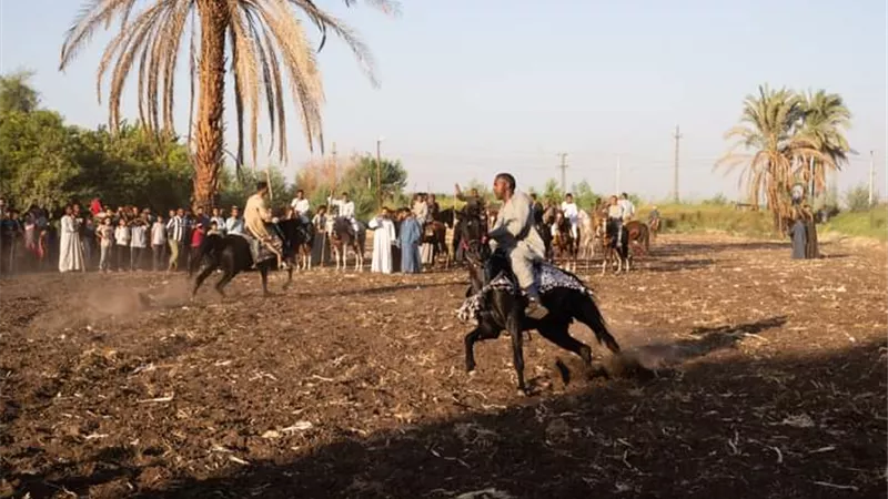 قرية الشيخ عبد الباسط بالأقصر تحتفل بالمولد النبوى بحلقات الذكر