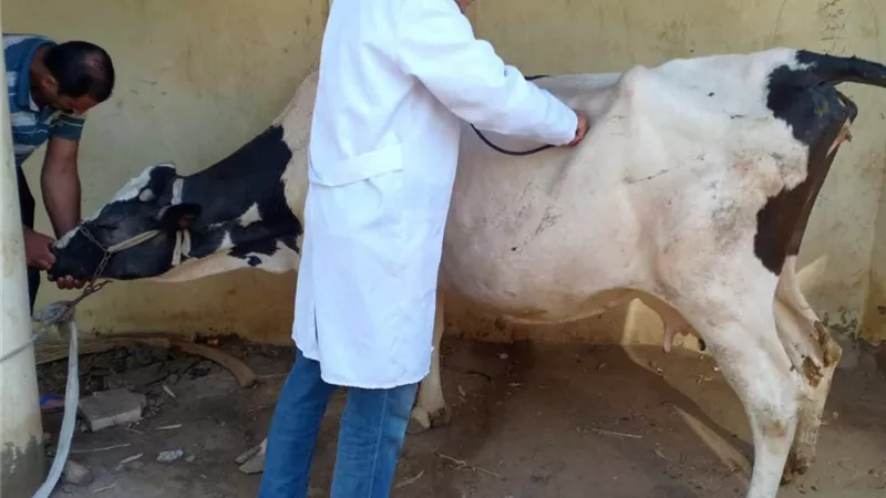 جامعة الزقازيق توجه قافلة بيطرية لقرية الشبراوين