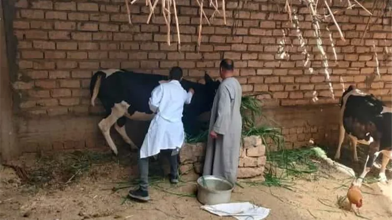 تحصين 268 ألف رأس ماشية ضد الحمى القلاعية وحمى الوادي المتصدع
