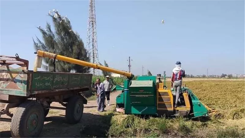 زراعة الشرقية تُنفذ يوم حصاد لحقل إرشادي للأرز بقرية تل محمد