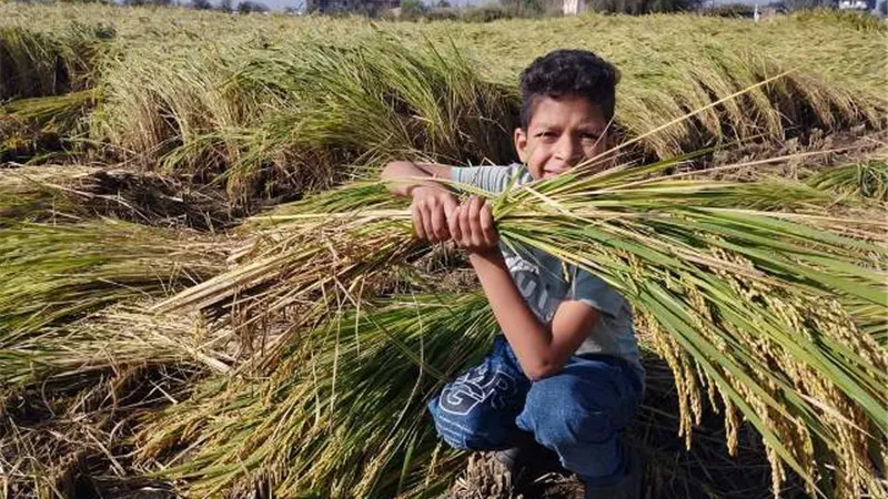 انطلاق موسم حصاد الأرز فى211 ألف فدان بالشرقية