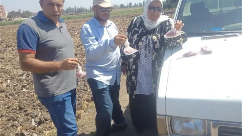 زراعة كفر الشيخ: حملة لمكافحة القوارض عقب حصاد المحاصيل الصيفية