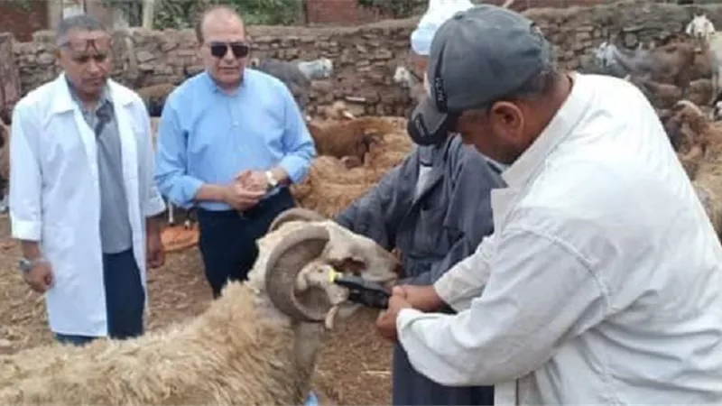 اليوم..إنطلاق الحملةالقومية للتحصين ضد طاعون المجترات الصغيرة