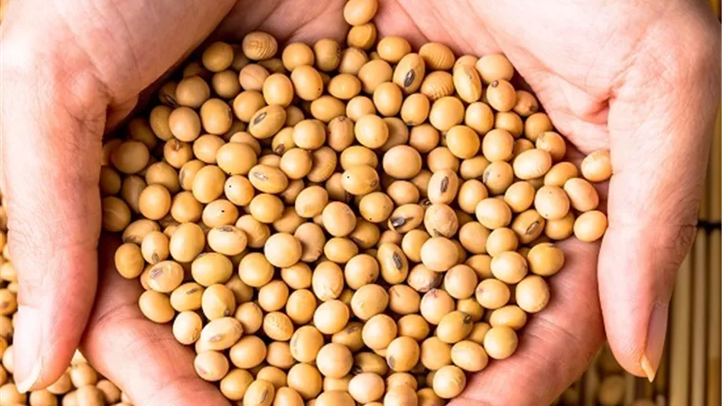 فول الصويا وفقدان الوزن