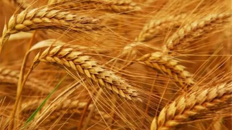 اتحاد الصناعات: الدولة نجحت في تطوير منظومة السلع التموينية
