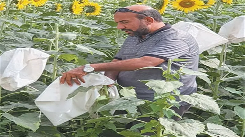 روشتة من الخبراء لتحقيق الاكتفاء الذاتي من الزيوت