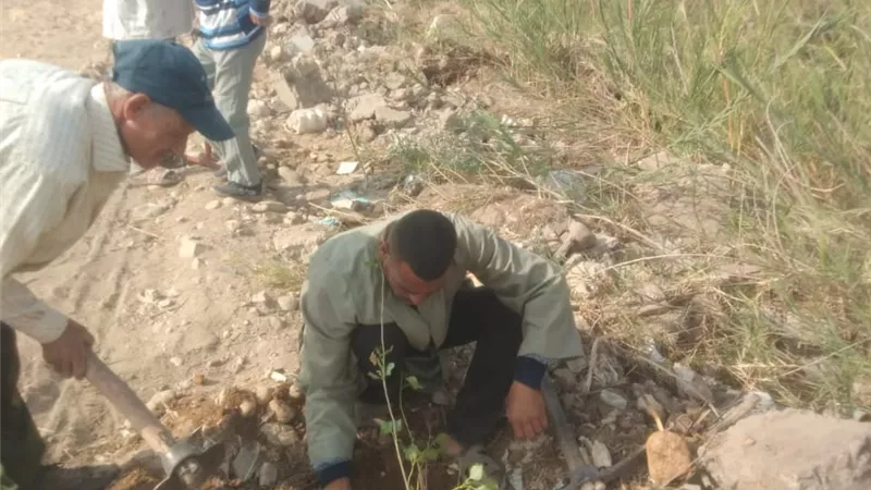 زراعة92شجرة مثمرة وأخرى للزينة بطريق مصر أسوان الزراعي بمركز مطاى