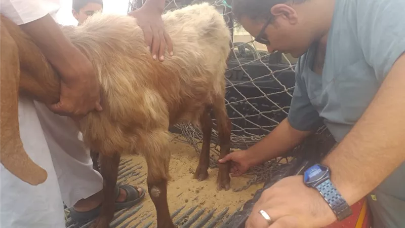 الكشف على ٥٦٨٠ رأس غنم وماعز بقافلة بيطرية لقرى الضبعة