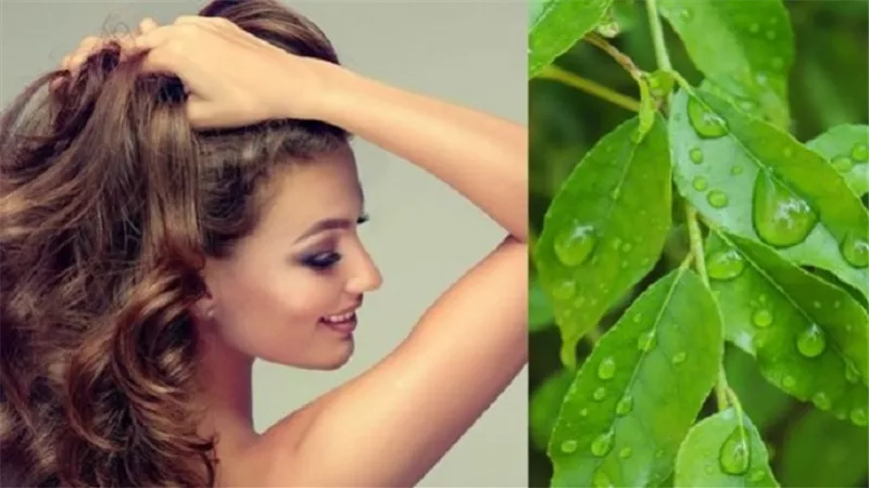 بطريقة سهلة اصنعي زيت الكاري لعلاج تساقط الشعر