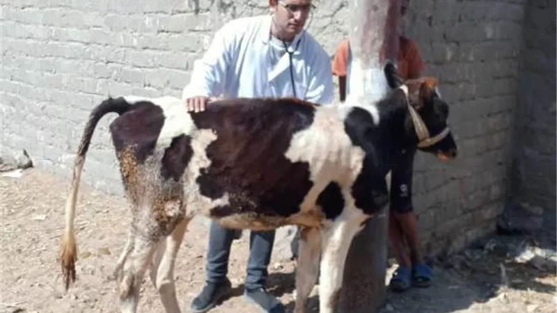 جامعة الزقازيق توجه قافلة بيطرية لقرية العباسة