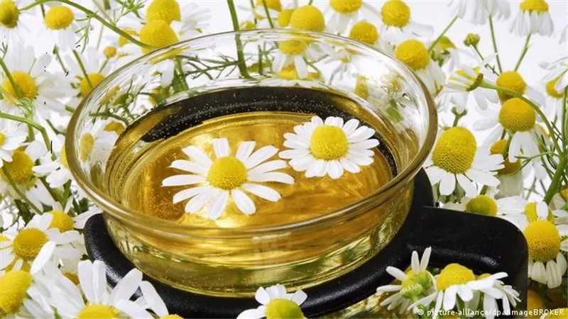 9 فوائد للبابونج تخلصك من مشاكل الصدر