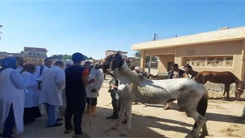 علاج الخيول بالمجان بالطب البيطرى فى الاسكندرية