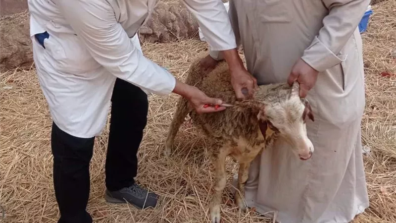 تحصين وترقيم وتسجيل١١٢ ألف رأس أغنام وماعز بالشرقية