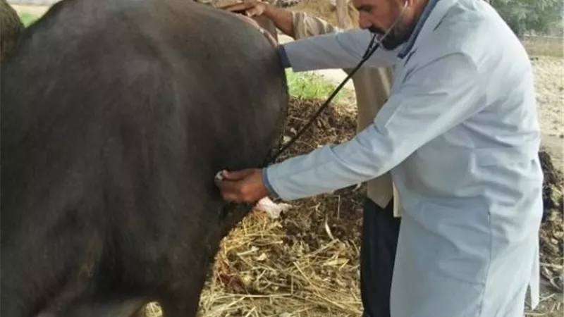جامعة الزقازيق توجه قافلة بيطرية لكفر أبوجبل