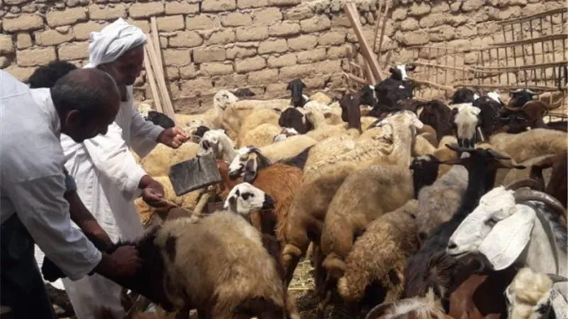 تحصين ١٥٥٨٢ من الغنم والماعز فى حملات بيطرية بالأقصر