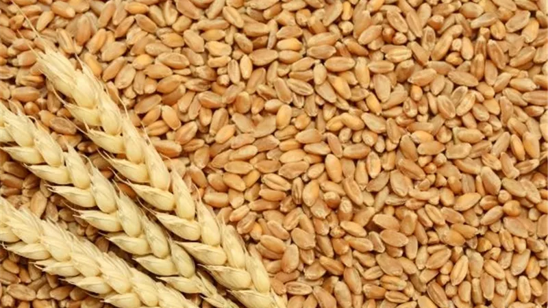 التخطيط تكشف عن أبرز المشروعات المستهدفة بالتموين 2023-2024