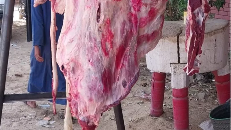 ضبط لحوم وتحرير ٧ محاضر فى حملة للطب البيطرى بالأقصر