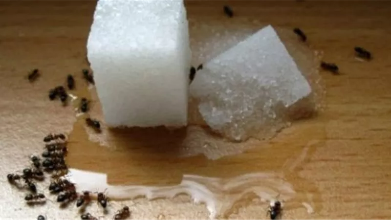 3 طرق لمنع النمل من الهجوم على علبة السكر