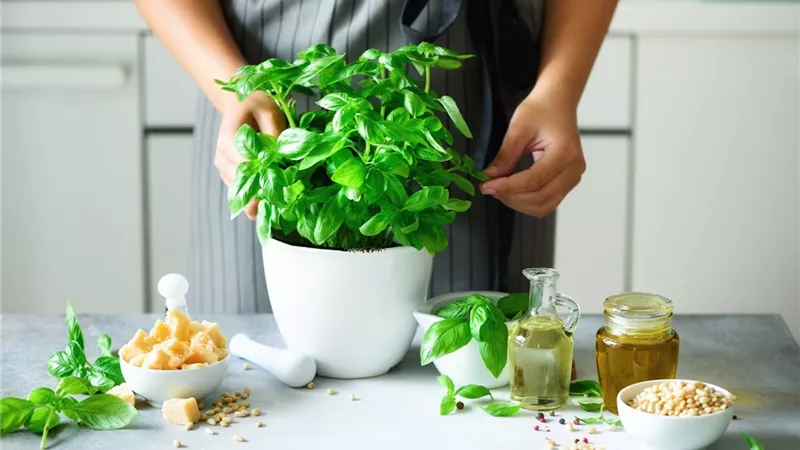 5 فوائد صحية عند استخدام الريحان