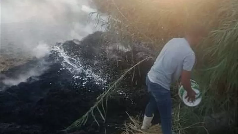 شئون البيئة بالشرقية يحرر 538 محضر حرق قش أرز