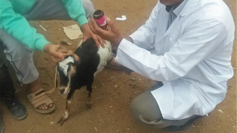 جامعة الزقازيق توجه قافلة بيطرية لقرية حسن بيه ببلبيس