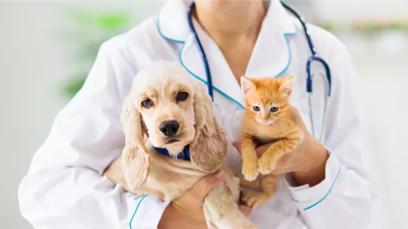 علماء: 4أمراض تنتقل من الحيوانات للإنسان وتسبب الوفاة