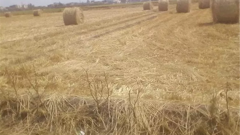 شبكة طوارئ الإسماعيلية تحذر من حرق قش الأرز