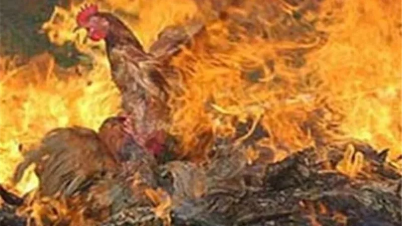 نفوق 5 آلاف دجاجة في حريق مزرعة دواجن بالدقهلية