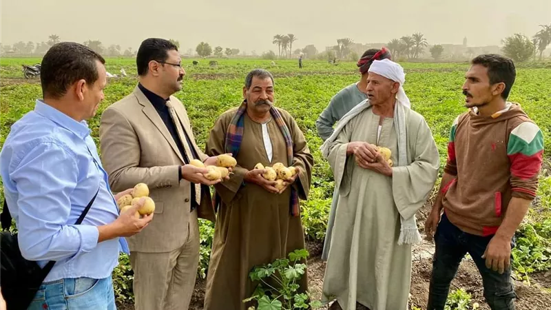 مدير زراعة المنيا يتفقد مزارع البطاطس و ويطمئن على زراعة القمح