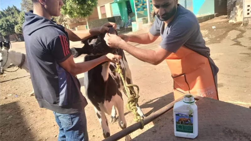 قافلة بيطرية إرشادية علاجية بقرية المحرص بمركز أبوقرقاص