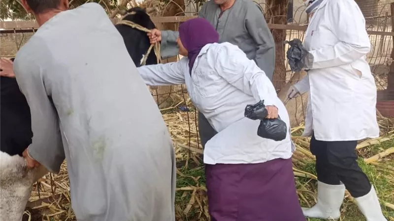 مدير الطب البيطري بالمنيا يتابع لجان التحصين بالحملة القومية