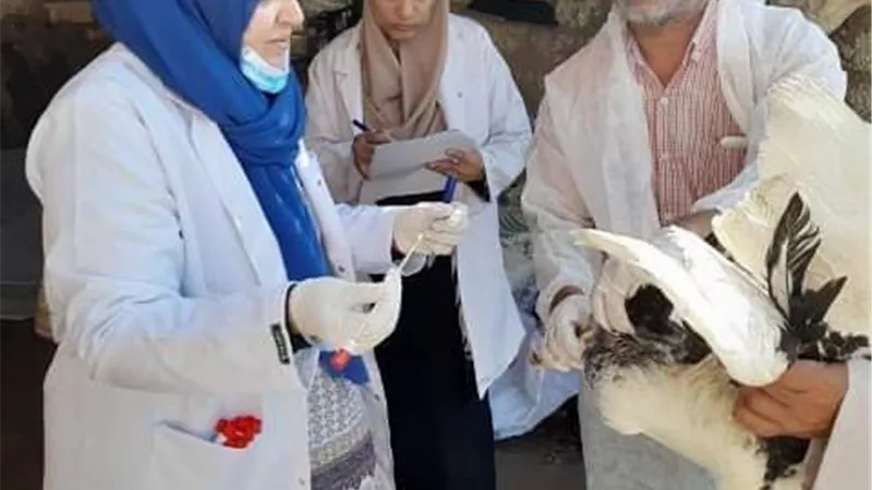 بيطري الشرقية يُحصن٢٥٣ألف طائرضد مرض الأنفلونزا والأمراض الوبائية