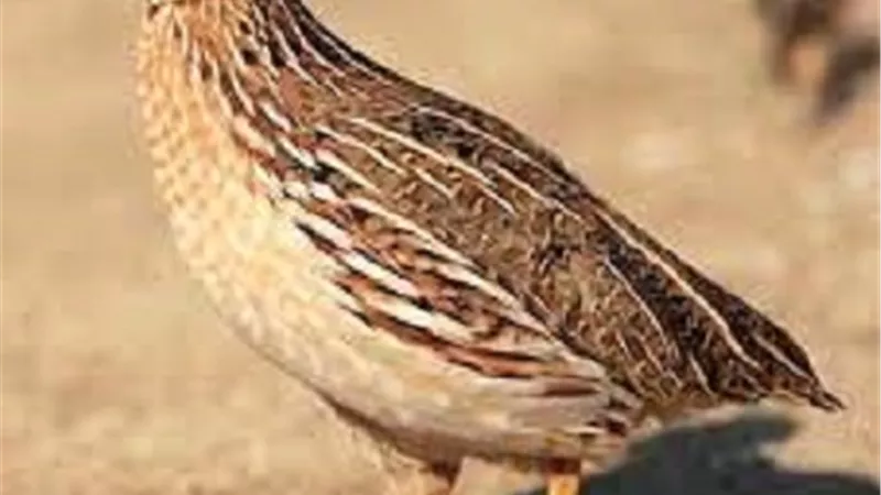 طائر السلوي
