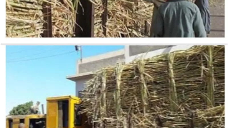 3 مصانع لتكرير و إنتاج السكر بنجع حمادي و دشنا وقوص