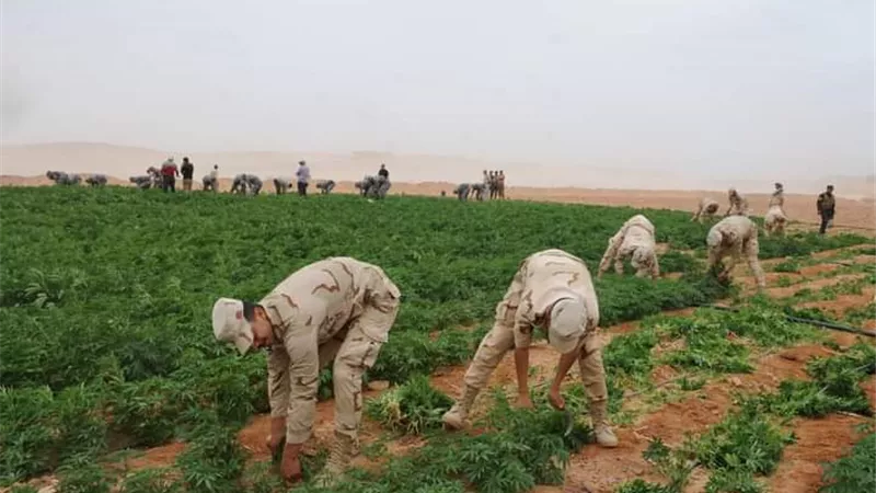 القوات المسلحة تنفذ عدة حملات مكبرة للبحث والتفتيش على الزراعات المخدرة بسيناء