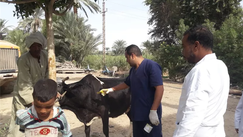 قافلة طبية بيطرية مجانية بقرية تلبانة بمنيا القمح
