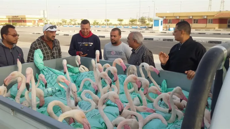 البيئة : إعادة إطلاق ٦٠ طائر فلامنجو فى ملاحة بورفؤاد