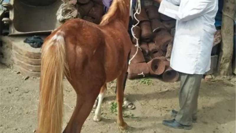 جامعة الزقازيق توجه قافلة بيطرية لقرية كفر العلماء
