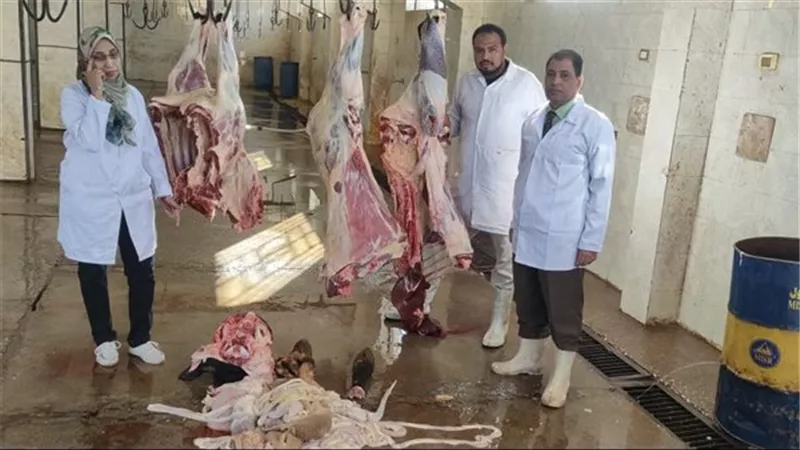 دور الأطباء البيطريين فى التفتيش على المنتجات الغذائية