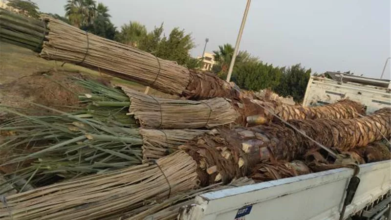 جهاز بدر يكشف عن زراعة أكثر من 18 ألف شتلة ونخلة فى المدينة.. صور