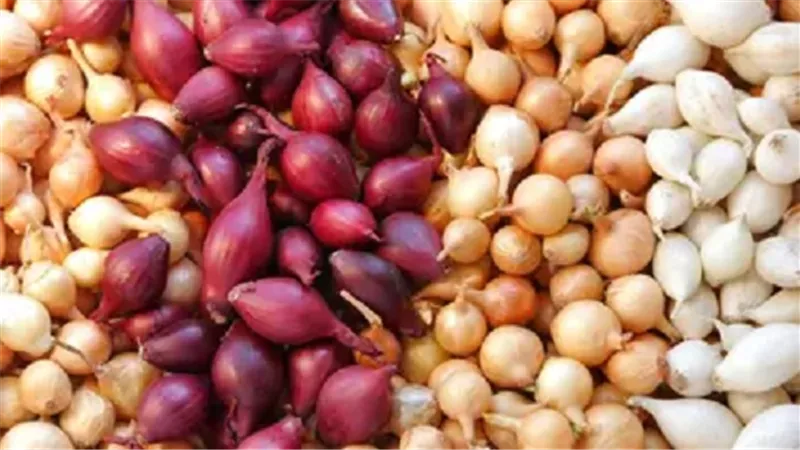 نقيب الفلاحين: البصل سيصل سعره لـ 10 جنيه في موسم الحصاد المقبل